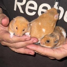 Hamsters for Rehoming in Deltona, fl