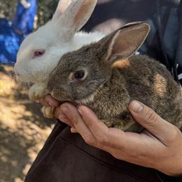 Friendly Rabbits Available for Rehoming in Deltona, fl