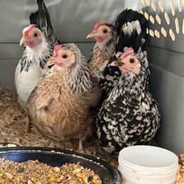 Chickens for Rehoming in Deltona, fl