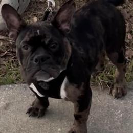 American Bully for Rehoming in Deltona, fl