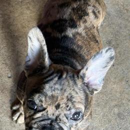 French Bulldog Puppy for Rehoming in Deltona, fl