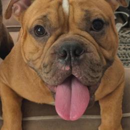 American Bully for Rehoming in Deltona, fl