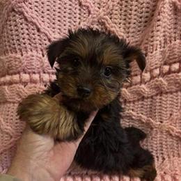 Yorkshire Terrier Female Ready to Go in Adairsville, ga