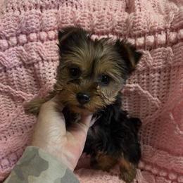 Ckc Registered Female Yorkshire Terrier Ready for New Home in Adairsville, ga