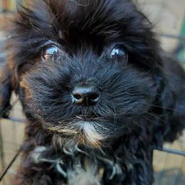 Shih Poo Puppies Available in Flint, mi