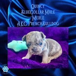 Adorable French Bulldog Puppies Ready for New Homes! in Sandusky, mi