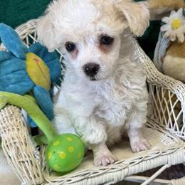 Toy Poodle Puppies Ready for Adoption in Dallas, tx