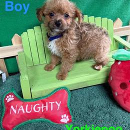 Yorkiepoo Puppies Ready for Adoption in Dallas, tx