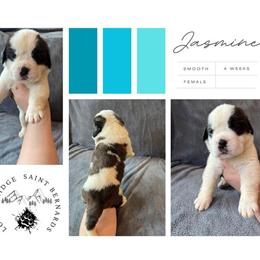 Saint Bernard Puppies Ready for Homes April 9th in Pittsburgh, pa