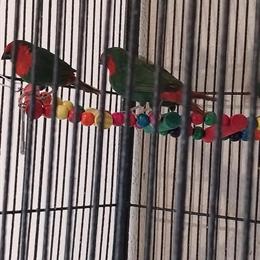 Redface Parrot Finches - 4 Available for Rehoming in Hermitage, pa