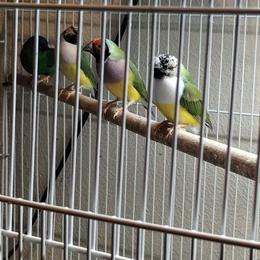 Gouldian Finches and Blue Face Parrot Finch for Sale in Hermitage, pa