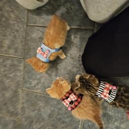 Bengal Kittens in Orange, Snow Sepia & Cool Brown Available in Cedar Springs, mi