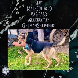 Handsome 2-Year-Old Male German Shepherd Seeking Experienced Home in Sandusky, mi