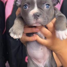 French Bulldog Pocket Bully Mix Puppy Available in Holiday, fl