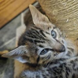 Bengal Kittens Available in Cedar Springs, mi