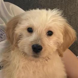5 Month Old Female Goldendoodle for Adoption in Indianapolis, in