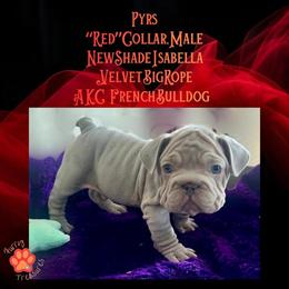French Bulldog Puppies with Rare Velvet Coats Ready for Homes Now in Sandusky, mi
