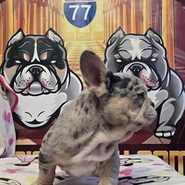 French Bulldog Puppy - Beautiful Baby Girl in Canton, oh