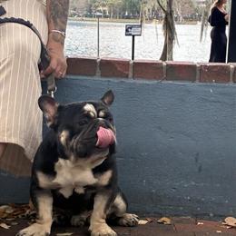 French Bulldog for Rehoming in Orlando, FL in Los Angeles, ca