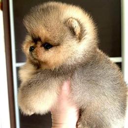 Pomeranian Mini for Sale in Houston, TX in Houston, tx