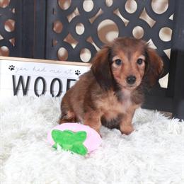 Dachshund Puppy Ruby Ready for a Loving Home in Mount Vernon, oh