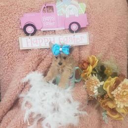 Teacup Yorkshire Terrier Puppies Looking for Loving Homes in Crossville, tn