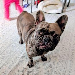 Female Merle French Bulldog for Adoption in Washington, dc
