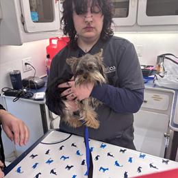 Yorkshire Terrier - Royal, 8 months old, up to date on vaccines in Washington, dc