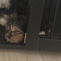 Morkipoo Female Puppy Available Now in Washington, dc