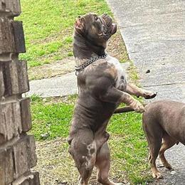 Great Dane for $800 - SOLD in Pinson, al