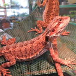 Bearded Dragons and Fresh Cactus Pads Available in Livonia, mi