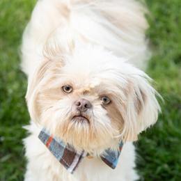 Shih Tzu Male Available for Stud in Smithfield, nc