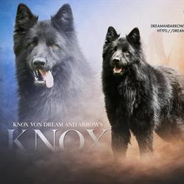 German Shepherd for Stud - AKC Solid Black Long Coat in Smithfield, nc