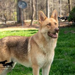 German Shepherd Liver Sable Male Available for Stud in Smithfield, nc