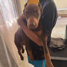 Female Doberman Puppy Seeking Loving Home in Norcross, ga