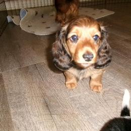 AKC Mini Dachshund Puppies Available in Jacksonville, fl
