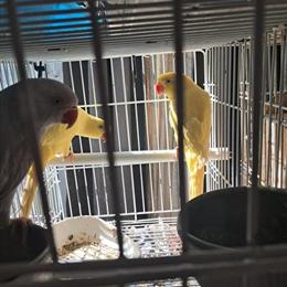 Indian Ringnecks for Sale in Brooklyn, ny