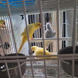 Indian Ringnecks for Sale in Brooklyn, ny