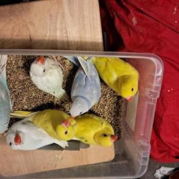 Indian Ringnecks and Quakers for Sale in Brooklyn, ny