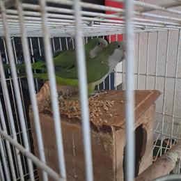 Quaker Parrots for Sale in Brooklyn, ny