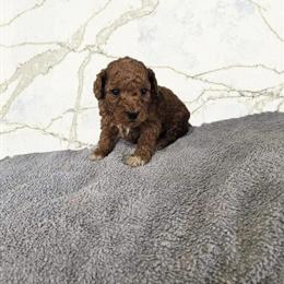 Mini Goldendoodle Puppy Phillip in Grand Rapids, MI - Vaccinated and Non-Shedding in Grand Rapids, mi