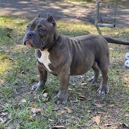 Brindle Female Bully Looking for a Loving Home in Brandon, fl
