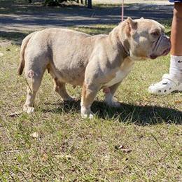 Merle Female Lilac and Tan Bulldog in Brandon, fl