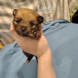 Male Full Blooded Pomeranian Ready for a Loving Home in Springfield, oh