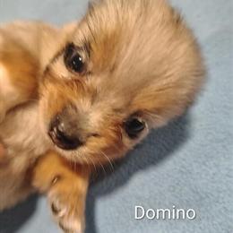 Male Full-Blooded Pomeranian with Unusual Merle Coloring in Springfield, oh