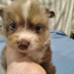 Male Full Blooded Pomeranian Ready for a Loving Home in Springfield, oh