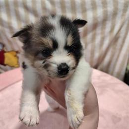 Female Full Blooded Pomeranian Ready for a Loving Home in Springfield, oh