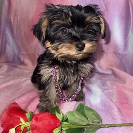 Gorgeous Female Morkie Puppy Available for Adoption in Oak Park, MI in Ferndale, mi