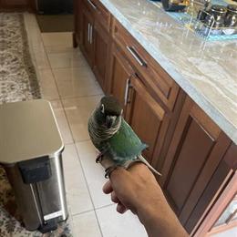 7 Month Old Green Cheek Conure Looking for a New Home in Fremont, ca