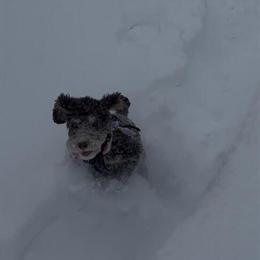 Miniature Poodle Male Available in Columbus, oh